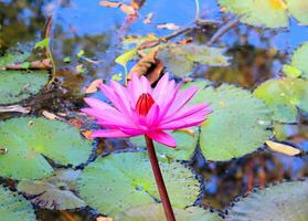 rose lotus grandir dans le Lac photo
