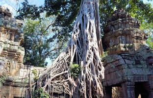 énorme les racines de jungle des arbres dans le les temples de Cambodge photo