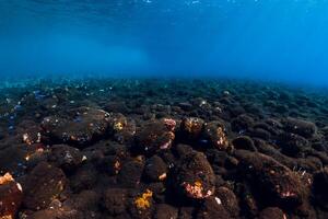 sous-marin scène avec des pierres, copie espace. clair tropical océan photo
