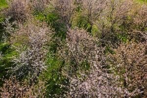 aérien vue de Cerise épanouissement jardin avec Soleil lumière photo