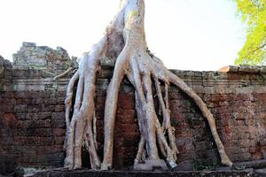 énorme les racines de jungle des arbres dans le les temples de Cambodge photo