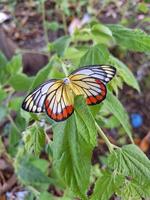 une papillon dans le arrière-cour de mon lieu de travail, qu'il s'agisse il est encore vivant ou mort sur le place. photo