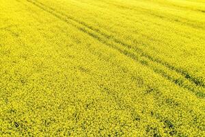 canola champ floraison dans printemps vu de une drone photo