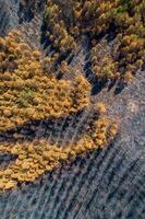 aérien vue avec drone de une partie de une pin forêt brûlé par une forêt Feu photo