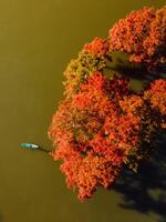 aérien vue avec femme sur supporter en haut pagayer planche avec automnal des arbres dans l'eau. Haut voir. photo