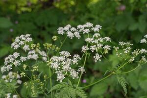 Japonais haie persil ou torilis japonica photo