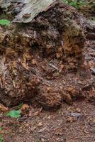 pourrir arbre dans le les bois photo