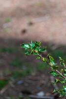 houx buisson chêne vert aquifolium photo