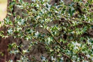 houx buisson chêne vert aquifolium photo