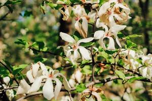 blanc magnolia fleur fermer dans botanique jardin photo