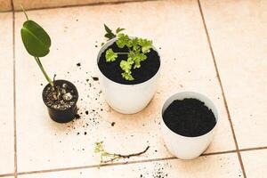 le fille est replantation fait maison vert marmites. photo