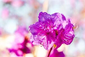 plante buisson violet rhododendron proche en haut photo