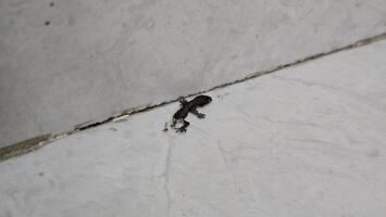 une petit lézard carcasse, moitié de ses corps mangé par fourmis. photo