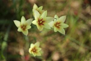 magnifique printemps tulipes dans le jardin photo