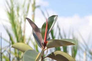 ficus elastica Bourgogne ou assam caoutchouc, décora arbre ou elastica ou ficus elastica ou Indien caoutchouc arbre ou moracées ou caoutchouc plante ou panaché Indien caoutchouc photo