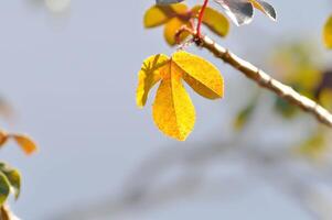 érable feuille, érable feuilles ou vert feuille ou Acer saccharum le marais photo