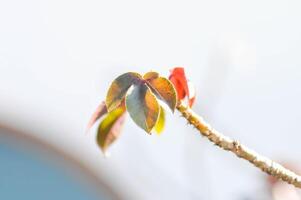 érable feuille, érable feuilles ou vert feuille ou Acer saccharum le marais photo