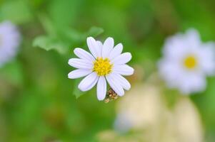 violet Bellis Perennis , violet Marguerite ou aster tataricus ou tatar aster ou tatar Marguerite ou tatarins aster ou asteraceae ou astéries ou aster indice ou Kalimeris inciser ou bleu étoile photo