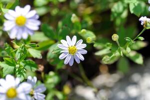 violet Bellis Perennis , violet Marguerite ou aster tataricus ou tatar aster ou tatar Marguerite ou tatarins aster ou asteraceae ou astéries ou aster ou aster indice ou Kalimeris inciser ou bleu étoile photo