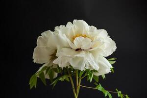 blanc arbre pivoine fleur, isolé sur noir Contexte photo