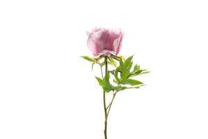 rose arbre pivoine fleur, isolé sur blanc Contexte photo