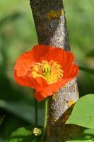 une Célibataire Orange fleur croissance sur une arbre photo