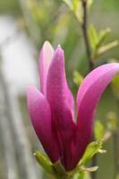 une grand magenta magnolia fleur photo