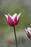 magenta tulipe avec blanc bords photo