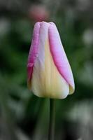 une Célibataire rose et Jaune tulipe avec une vert tige photo