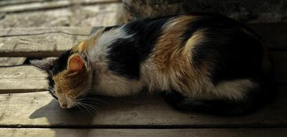 chat en train de dormir dans le village maison. photo