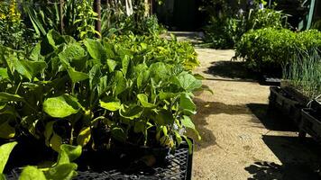 fleur semis choux dans noir Plastique marmites. jardinage concept. photo