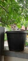 mignonne chat dans noir mis en pot plante. adorable chat Contexte photo