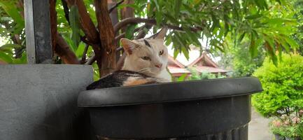 mignonne chat dans noir mis en pot plante. adorable chat Contexte photo