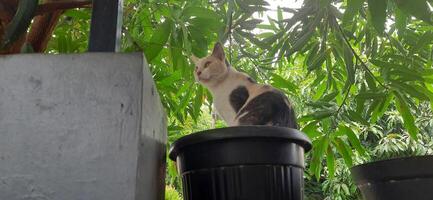 mignonne chat dans noir mis en pot plante. adorable chat Contexte photo