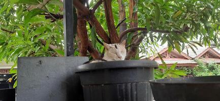 mignonne chat dans noir mis en pot plante. adorable chat Contexte photo