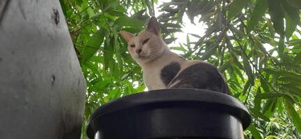 mignonne chat dans noir mis en pot plante. adorable chat Contexte photo