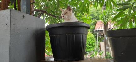 mignonne chat dans noir mis en pot plante. adorable chat Contexte photo