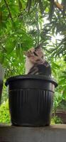 mignonne chat dans noir mis en pot plante. adorable chat Contexte photo