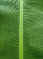 brut banane feuilles fermer vert texture la nature Contexte photo