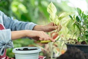 femme plante et prendre se soucier des arbres dans pots de fleurs comme loisir et se détendre. plante Ventes petit entreprise. maison jardin, jungle, jardinier, fleur décoration, vert, content mode de vie, Accueil jardinage, free-lance. photo