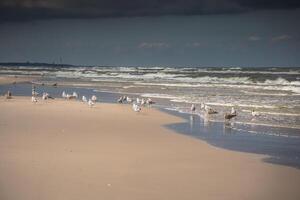 une vue de magnifique sablonneux plage dans leba ville, baltique mer, Pologne photo