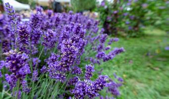 fermer de vibrant violet lavande fleurs épanouissement dans une jardin. photo