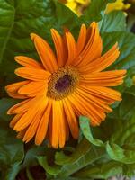 gerbera. fermer de un de couleur orange gerbera fleur. aménagement paysager et décoration de ville des rues. photo