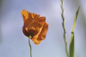 épanouissement rouge coquelicot Contexte le bleu ciel. photo