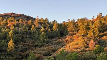 bosque en primavera photo