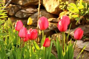 une bouquet de rouge fleurs avec le mot tulipes sur eux. photo