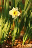 narcisse est une genre de principalement printemps floraison vivace les plantes de le amaryllis famille, amaryllidacées. photo