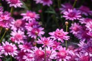 alpin aster aster alpinus ou bleu alpin Marguerite. 1 photo