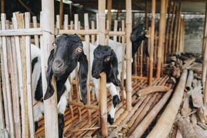 portrait de traditionnel cage fabriqué de bois et bambou dans Indonésie rural zone avec chèvre ou agneau à l'intérieur photo