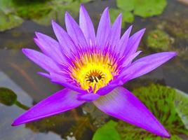lotus violet dans un étang de lotus jaune photo